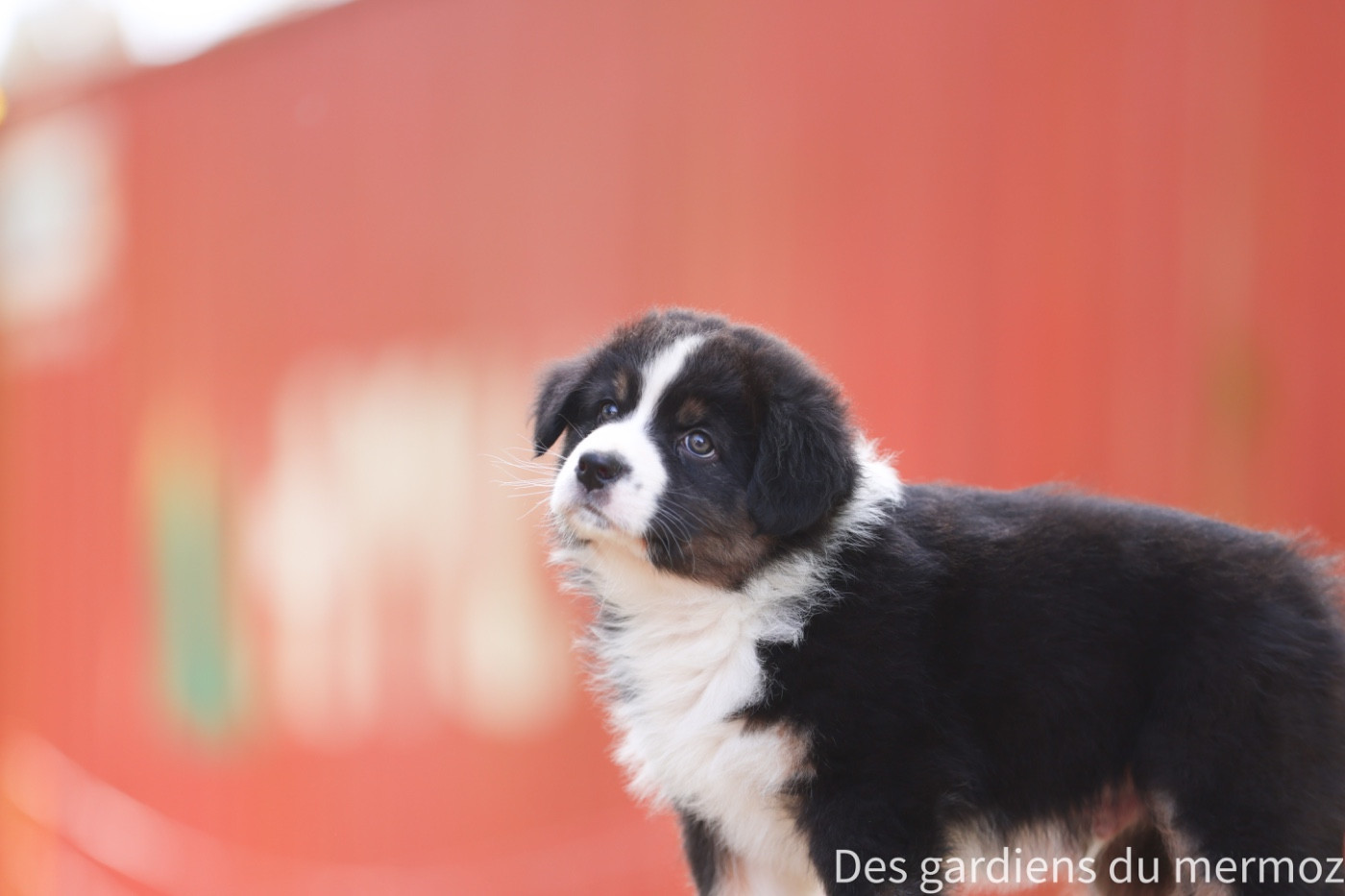 Noir tricolore queue longue