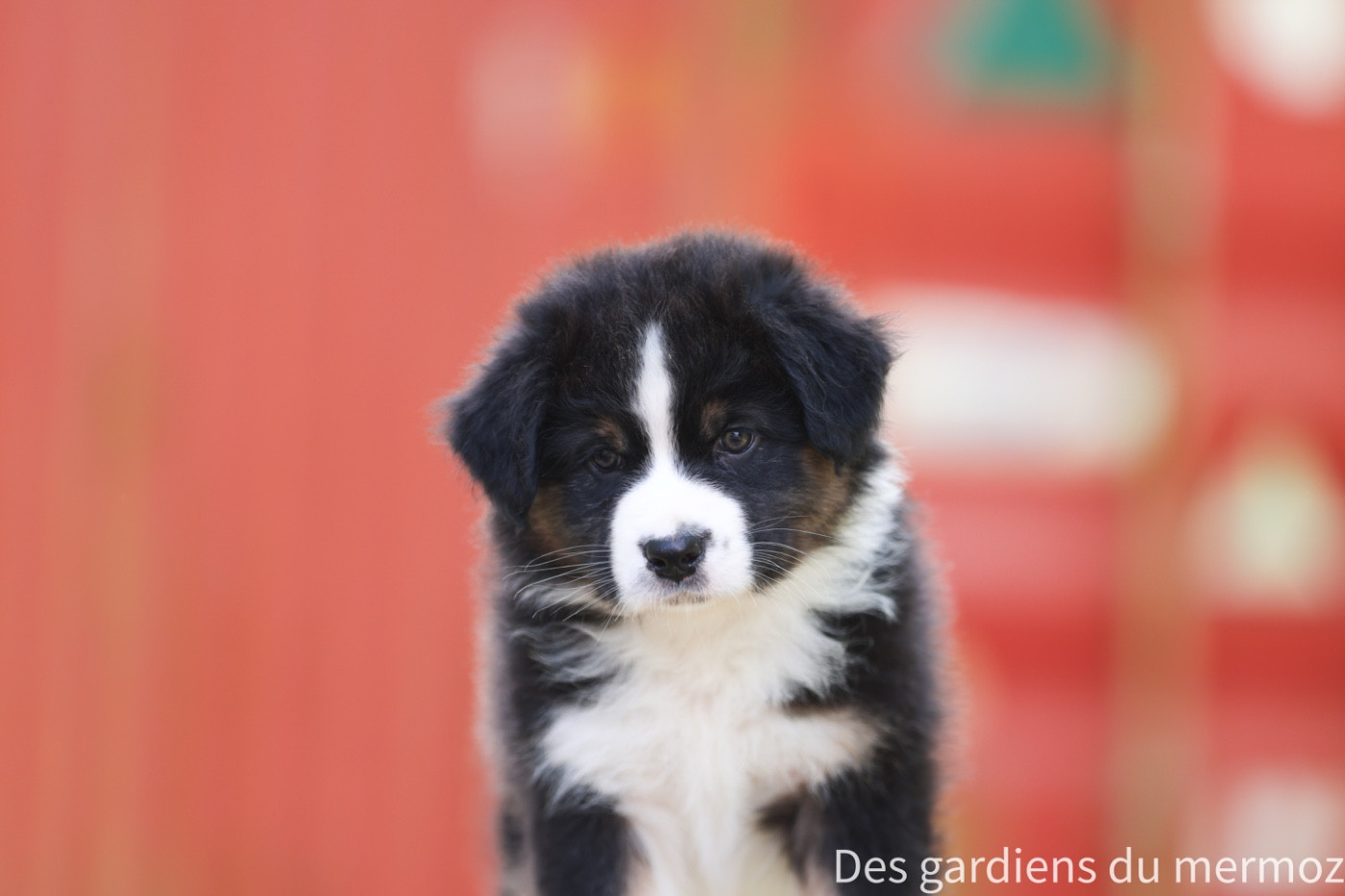 Noir tricolore queue longue