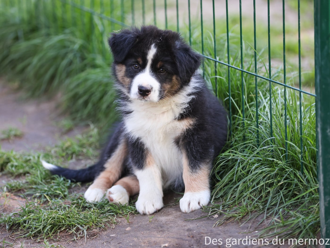 Berger Australien - Des Gardiens Du Mermoz