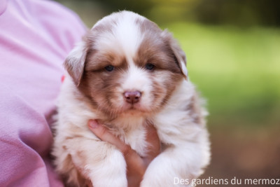 Les chiots de Berger Australien