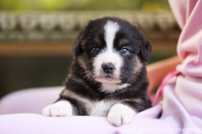 Les chiots de Berger Australien