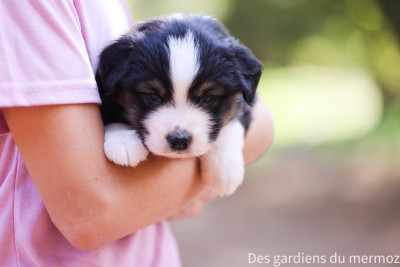 Les chiots de Berger Australien
