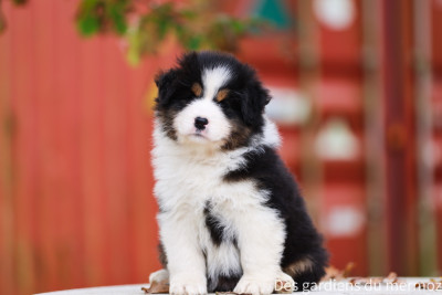 Les chiots de Berger Australien