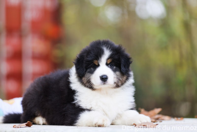 Les chiots de Berger Australien