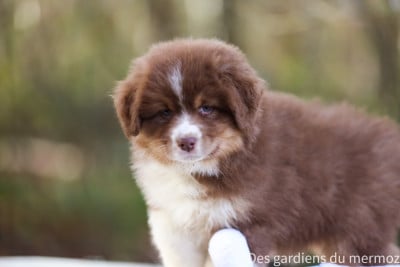 Les chiots de Berger Australien