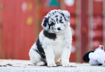 Les chiots de Berger Australien