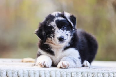 Les chiots de Berger Australien