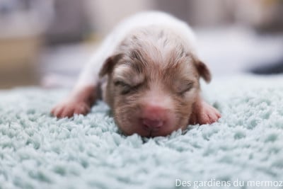 Les chiots de Berger Australien