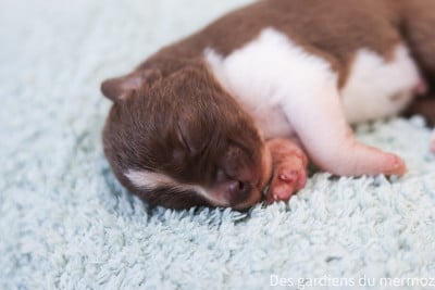 Les chiots de Berger Australien