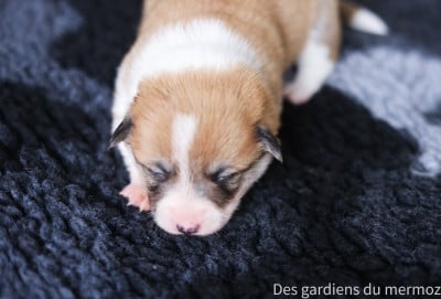 Les chiots de Welsh Corgi Pembroke