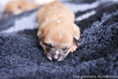 Les chiots de Welsh Corgi Pembroke