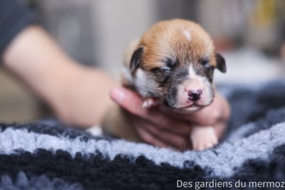 Les chiots de Welsh Corgi Pembroke