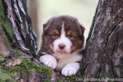 Les chiots de Berger Australien