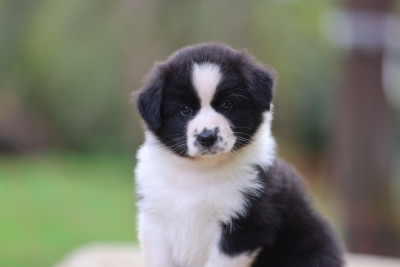 Les chiots de Berger Australien