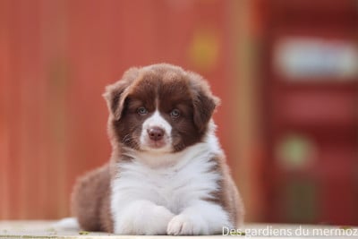 Les chiots de Berger Australien
