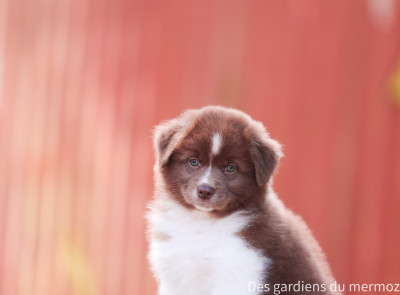 Les chiots de Berger Australien