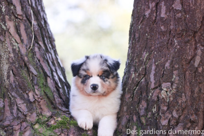 Les chiots de Berger Australien