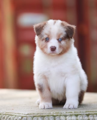 Les chiots de Berger Australien