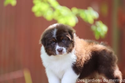 Les chiots de Berger Australien
