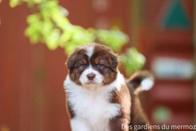 Les chiots de Berger Australien