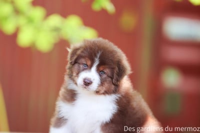 Les chiots de Berger Australien