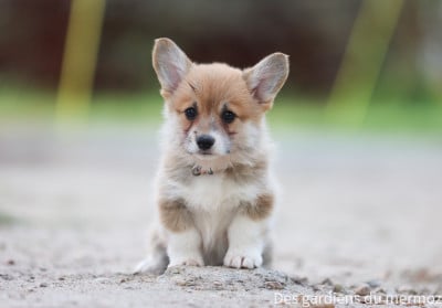 Les chiots de Welsh Corgi Pembroke
