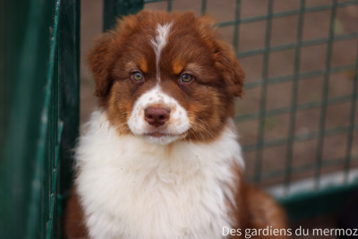 Les chiots de Berger Australien