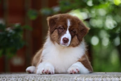 Les chiots de Berger Australien