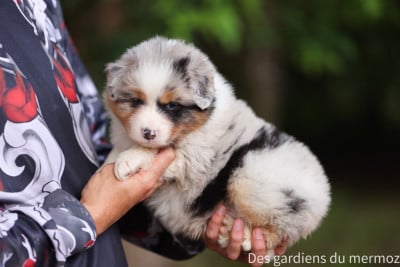 Les chiots de Berger Australien