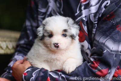 Les chiots de Berger Australien