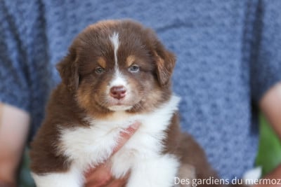Les chiots de Berger Australien