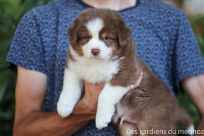 Les chiots de Berger Australien