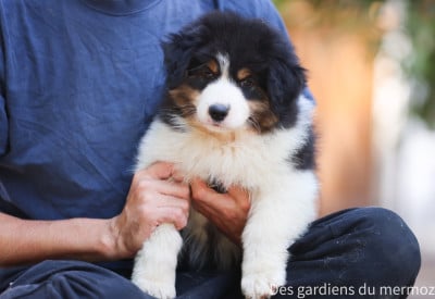 Les chiots de Berger Australien