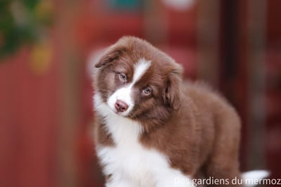 Les chiots de Berger Australien