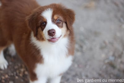 Les chiots de Berger Australien