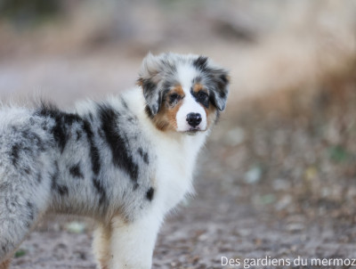 Les chiots de Berger Australien