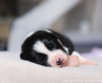 Berger Australien