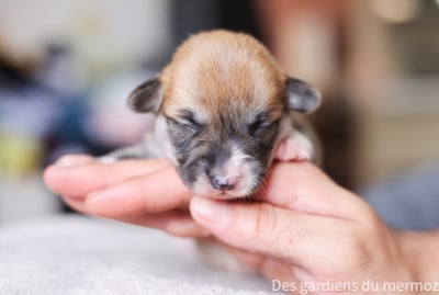 Les chiots de Welsh Corgi Pembroke