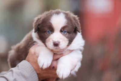 Les chiots de Berger Australien