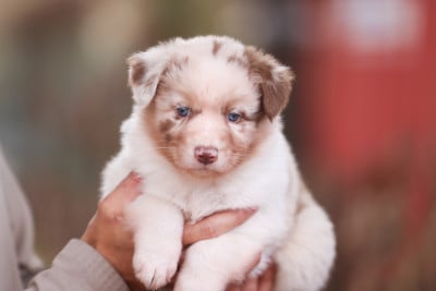 Les chiots de Berger Australien