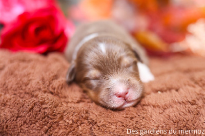 Les chiots de Berger Australien