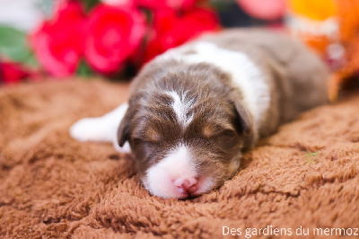 Les chiots de Berger Australien