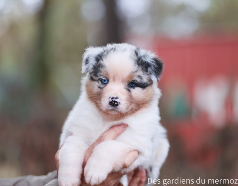 Berger Australien - Des Gardiens Du Mermoz