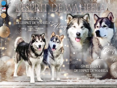 De L'Esprit De Waheela