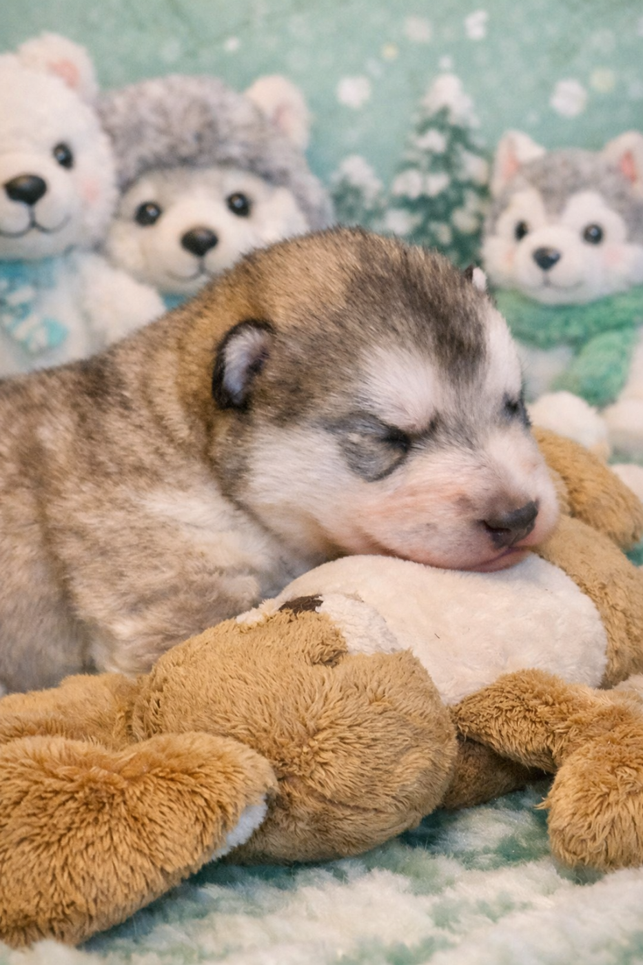 CHIOT 3 - Alaskan Malamute