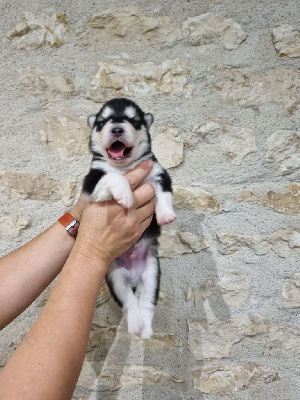 Les chiots de Alaskan Malamute