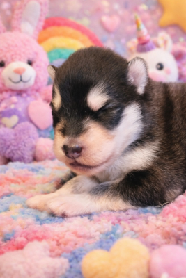 CHIOT 2 - Alaskan Malamute