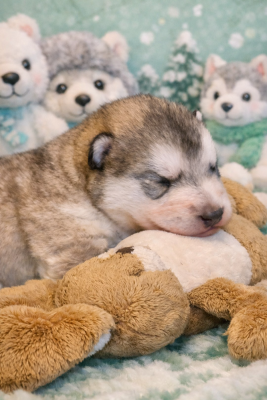 CHIOT 3 - Alaskan Malamute