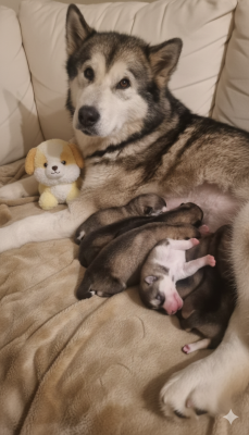 Les chiots de Alaskan Malamute
