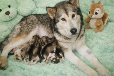 Les chiots de Alaskan Malamute
